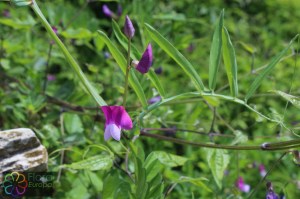 lathyrus clymenum (1)